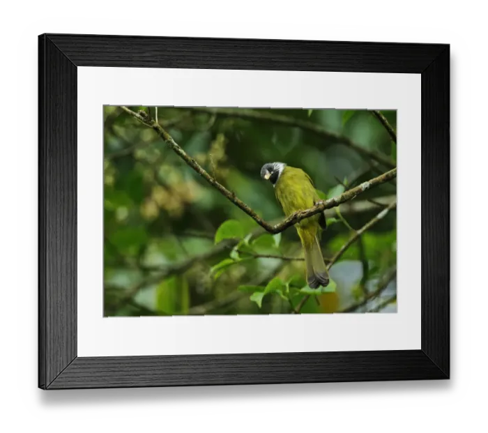Framed Print : Collared Finchbill (Spizixos semitorques cinereicapillus) adult, perched on twig, Dasyueshan National Forest, Taiwan