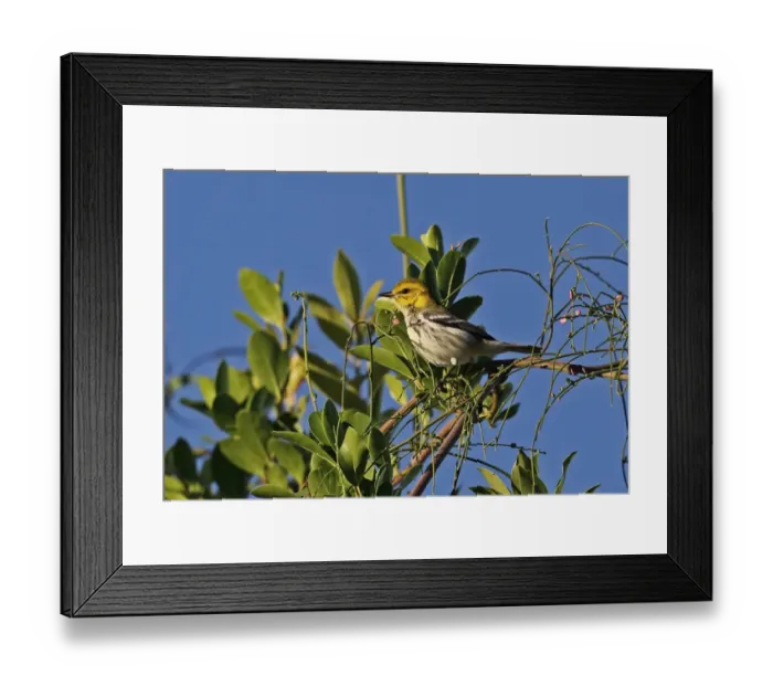 Framed Print : Black-throated Green Warbler (Dendroica virens) immature female, first winter plumage, perched on bush, Jaragua N. P Framed Print : Black-throated Green Warbler (Dendroica virens) immature female, first winter plumage, perched on bush, Jaragua N. P
