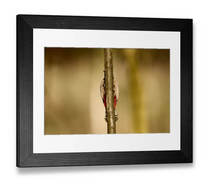 Framed Print : Great Spotted Woodpecker (Dendrocopos major) adult female, clinging to branch, Warwickshire, England, January Framed Print : Great Spotted Woodpecker (Dendrocopos major) adult female, clinging to branch, Warwickshire, England, January