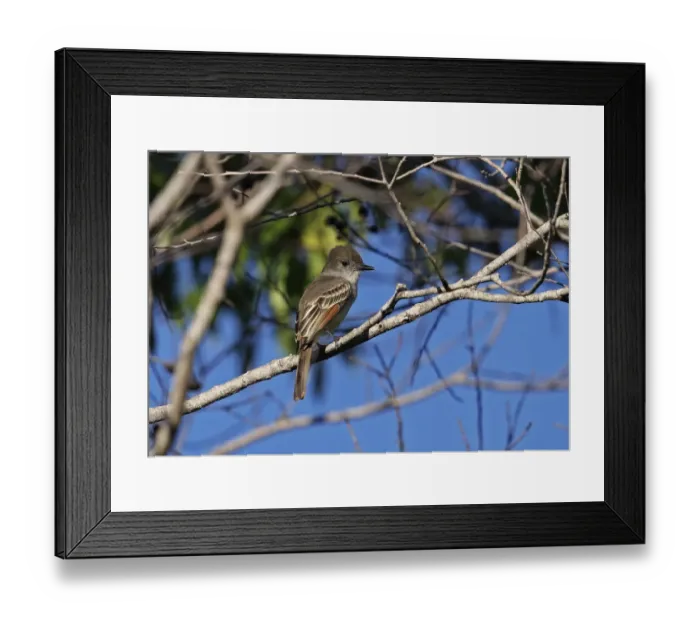 Framed Print : Stolid Flycatcher (Myiarchus stolidus dominicensis) adult, perched on twig, Jaragua N. P. Dominican Republic, January Framed Print : Stolid Flycatcher (Myiarchus stolidus dominicensis) adult, perched on twig, Jaragua N. P. Dominican Republic, January