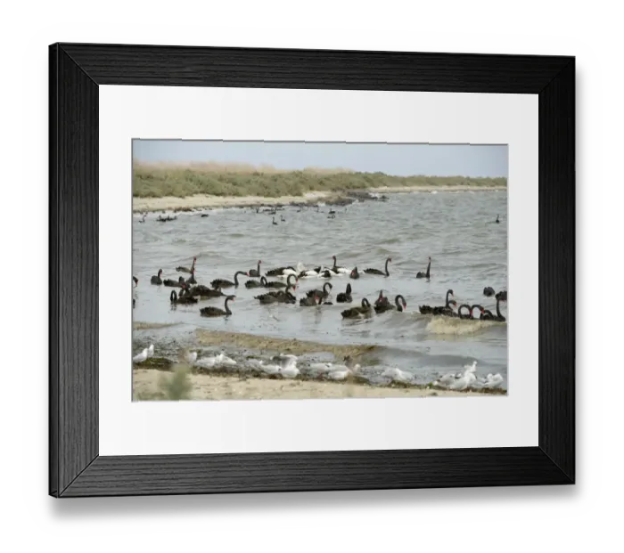Framed Print : Black Swan (Cygnus atratus) and Australian Pelican (Pelecanus conspicillatus) flock, feeding at sea, Victoria Framed Print : Black Swan (Cygnus atratus) and Australian Pelican (Pelecanus conspicillatus) flock, feeding at sea, Victoria
