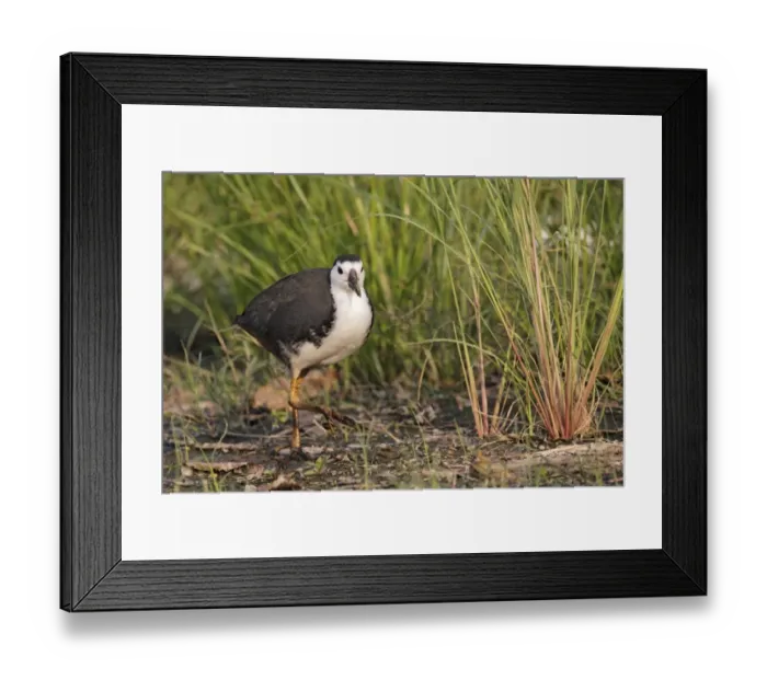 Framed Print : White-breasted Waterhen (Amaurornis phoenicurus) adult, walking on mud, Hong Kong, China, October Framed Print : White-breasted Waterhen (Amaurornis phoenicurus) adult, walking on mud, Hong Kong, China, October
