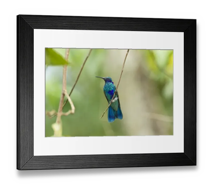 Framed Print : Sparkling Violet-ear (Colibri coruscans) adult male, perched on twig in montane rainforest, Andes, Ecuador, November Framed Print : Sparkling Violet-ear (Colibri coruscans) adult male, perched on twig in montane rainforest, Andes, Ecuador, November