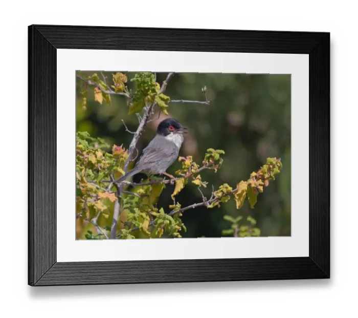 Framed Print : Sardinian Warbler (Sylvia melanocephala) adult male, singing, perched on twig Framed Print : Sardinian Warbler (Sylvia melanocephala) adult male, singing, perched on twig