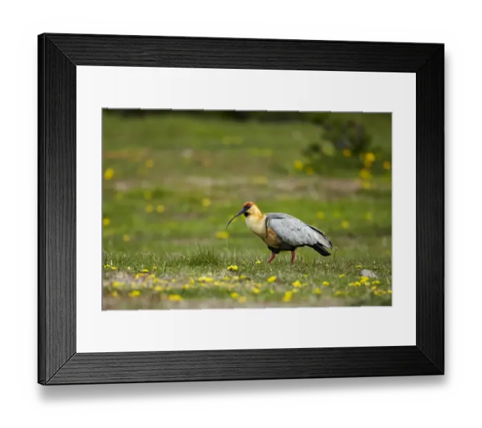 Framed Print : Black-faced Ibis (Theristicus melanopis) adult, walking on grass, Torres del Paine N. P Framed Print : Black-faced Ibis (Theristicus melanopis) adult, walking on grass, Torres del Paine N. P
