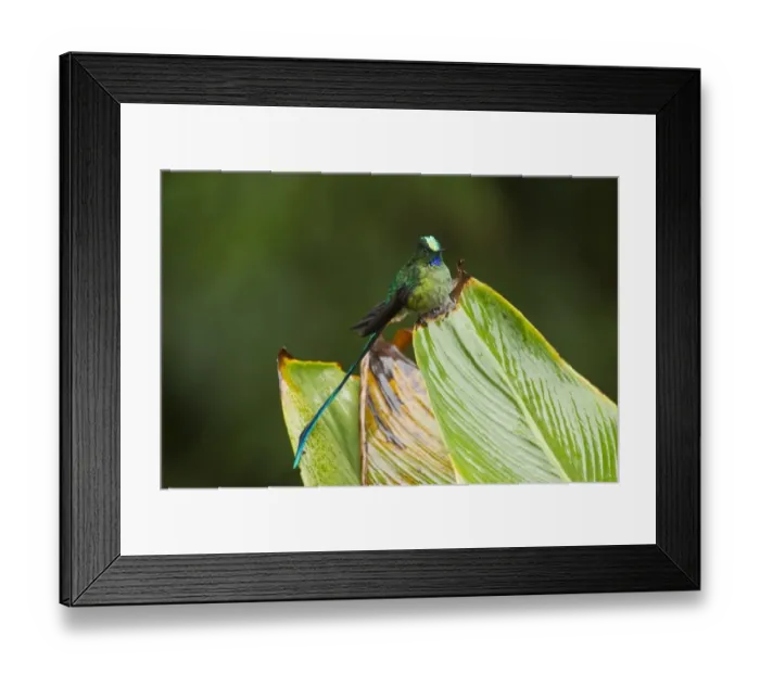 Framed Print : Long-tailed Sylph (Aglaiocercus kingi) adult male, perched on leaf in montane rainforest, Andes, Ecuador, November