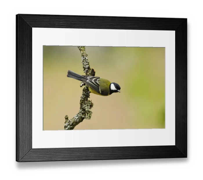 Framed Print : Great Tit (Parus major) adult, clinging to lichen covered twig, Gilfach Farm Nature Reserve, near Rhayader, Powys Framed Print : Great Tit (Parus major) adult, clinging to lichen covered twig, Gilfach Farm Nature Reserve, near Rhayader, Powys
