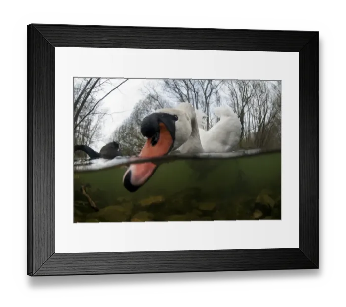 Framed Print : Mute Swan (Cygnus olor) adult male, feeding in shallow water over riverbed in river habitat, Nottinghamshire, England Framed Print : Mute Swan (Cygnus olor) adult male, feeding in shallow water over riverbed in river habitat, Nottinghamshire, England