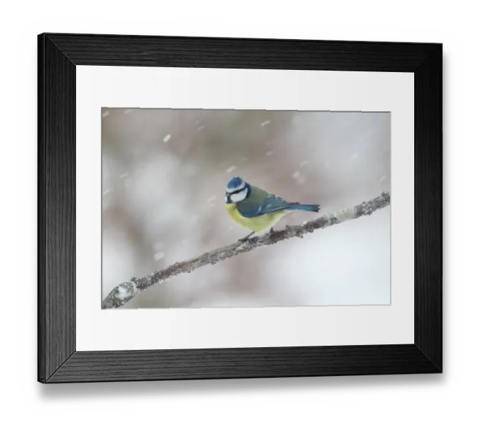 Framed Print : Blue Tit (Parus caeruleus) adult, perched on twig during snowfall, Warwickshire, England, January Framed Print : Blue Tit (Parus caeruleus) adult, perched on twig during snowfall, Warwickshire, England, January