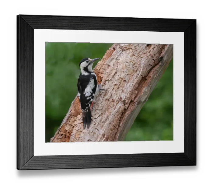 Framed Print : Syrian Woodpecker (Dendrocopos syriacus) adult female, foraging on rotting tree trunk, Bulgaria, May Framed Print : Syrian Woodpecker (Dendrocopos syriacus) adult female, foraging on rotting tree trunk, Bulgaria, May
