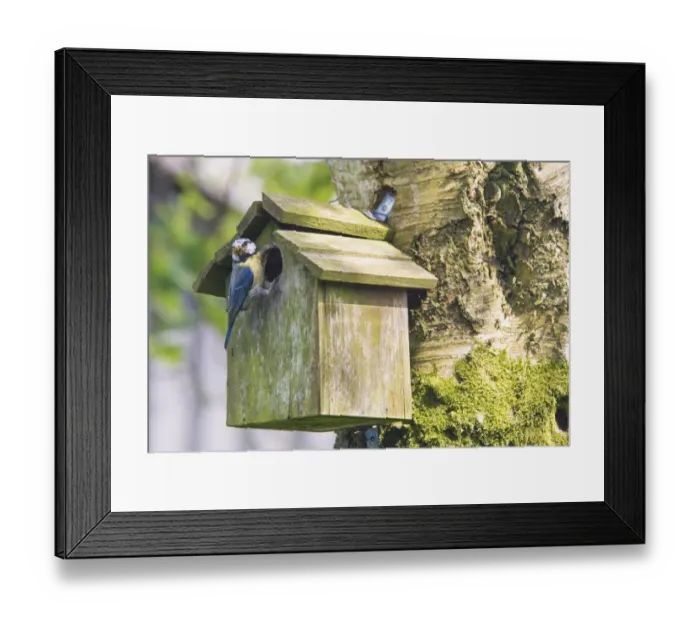 Framed Print : Blue Tit (Parus caeruleus) adult, with insects in beak, perched at entrance of nestbox fixed to tree trunk, Whitewell