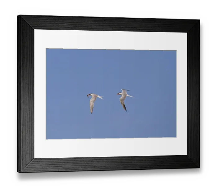 Framed Print : Common Tern (Sterna hirundo) adult pair, breeding plumage, in flight, one pursuing mate with fish Framed Print : Common Tern (Sterna hirundo) adult pair, breeding plumage, in flight, one pursuing mate with fish