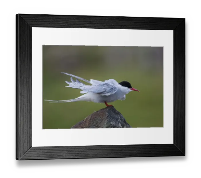Framed Print : Arctic Tern (Sterna paradisea) adult, breeding plumage, rousing on stone wall, Isle of May, Firth of Forth, Scotland