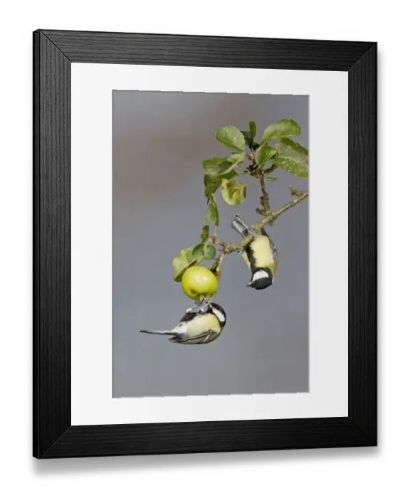 Framed Print : Great Tit (Parus major) two adult males, foraging for insects on crabapple fruit, Suffolk, England, September Framed Print : Great Tit (Parus major) two adult males, foraging for insects on crabapple fruit, Suffolk, England, September