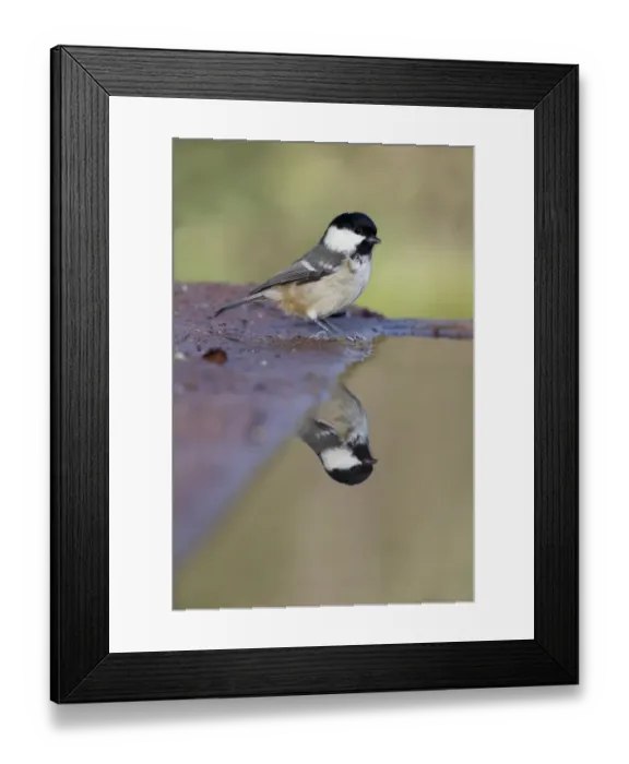 Framed Print : Coal Tit (Periparus ater) adult, standing at edge of water, Warwickshire, England, January