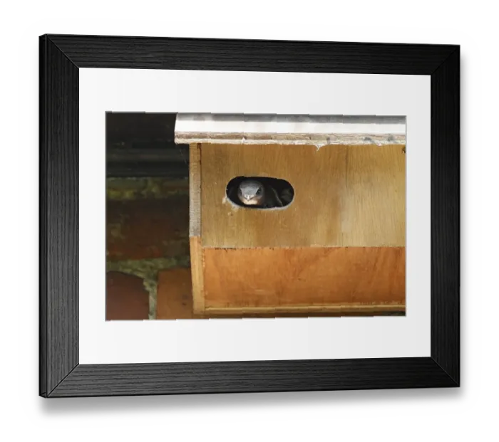 Framed Print : Common Swift (Apus apus) adult, at entrance to manmade nestbox, Norfolk, England, August Framed Print : Common Swift (Apus apus) adult, at entrance to manmade nestbox, Norfolk, England, August