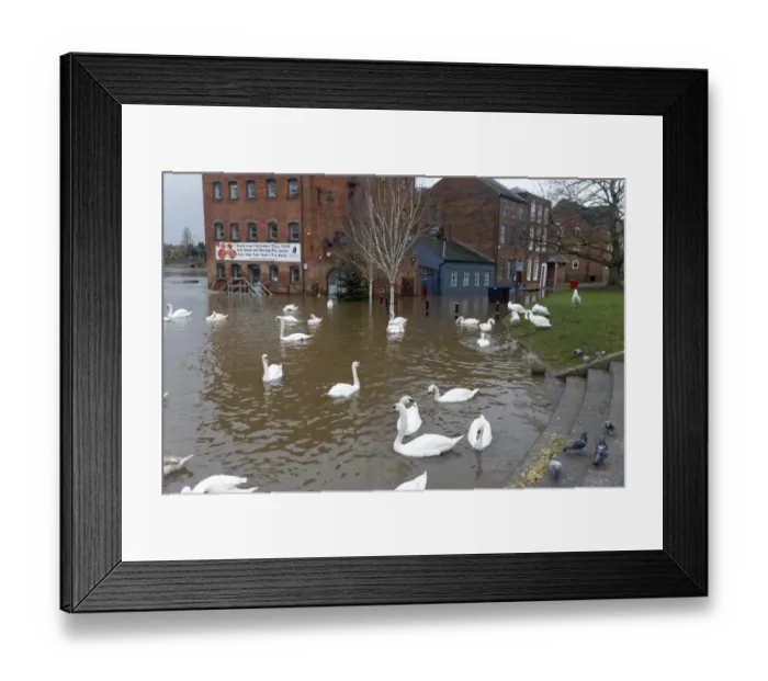 Framed Print : Mute Swan (Cygnus olor) flock, swimming in streets flooded by river, River Seven, Worcester, Worcestershire, England Framed Print : Mute Swan (Cygnus olor) flock, swimming in streets flooded by river, River Seven, Worcester, Worcestershire, England