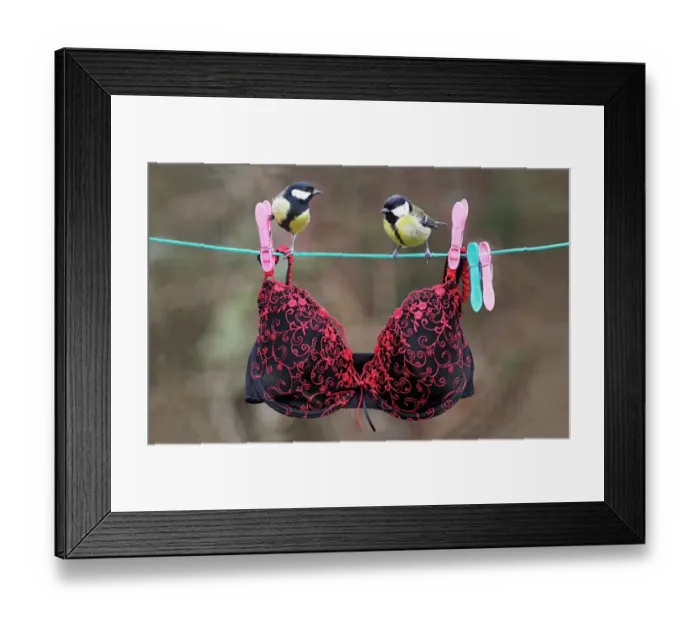 Framed Print : Great Tit (Parus major) adult male and female, perched on washing line with bra, Leicestershire, England, January