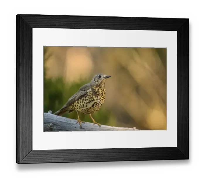 Framed Print : Mistle Thrush (Turdus viscivorus) adult, perched on log, Italy, December Framed Print : Mistle Thrush (Turdus viscivorus) adult, perched on log, Italy, December