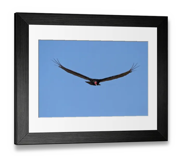 Framed Print : Turkey Vulture (Cathartes aura aura) adult, in flight, La Belen, Camaguey Province, Cuba, March Framed Print : Turkey Vulture (Cathartes aura aura) adult, in flight, La Belen, Camaguey Province, Cuba, March