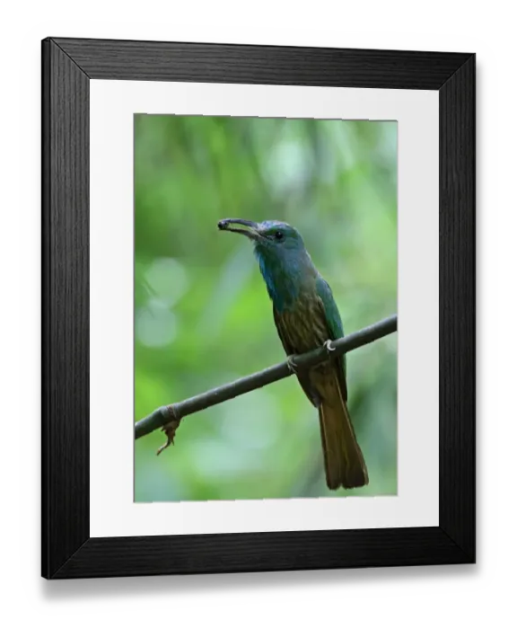 Framed Print : Blue-bearded Bee-eater (Nyctyornis athertoni athertoni) adult, with insect prey in beak, perched on bamboo Framed Print : Blue-bearded Bee-eater (Nyctyornis athertoni athertoni) adult, with insect prey in beak, perched on bamboo