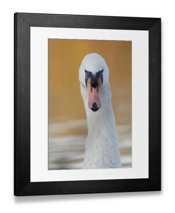 Framed Print : Mute Swan (Cygnus olor) adult, close-up of head and neck, on lake, West Yorkshire, England, November Framed Print : Mute Swan (Cygnus olor) adult, close-up of head and neck, on lake, West Yorkshire, England, November