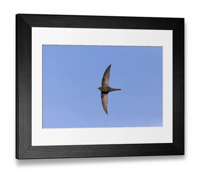 Framed Print : Common Swift (Apus apus) adult, in flight, Suffolk, England, May Framed Print : Common Swift (Apus apus) adult, in flight, Suffolk, England, May