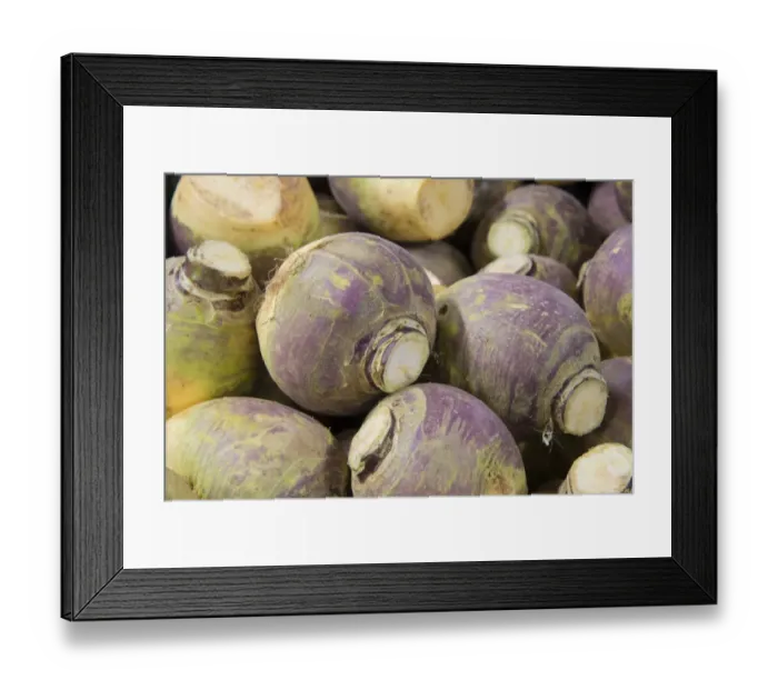 Framed Print : Swede (Brassica napobrassica) roots in farm shop, Cheshire, England, February Framed Print : Swede (Brassica napobrassica) roots in farm shop, Cheshire, England, February