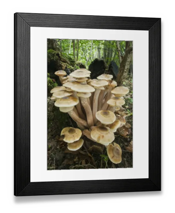 Framed Print : Honey Fungus (Armillaria mellea) fruiting bodies, cluster growing on Common Ash (Fraxinus excelsior) stump in woodland Framed Print : Honey Fungus (Armillaria mellea) fruiting bodies, cluster growing on Common Ash (Fraxinus excelsior) stump in woodland