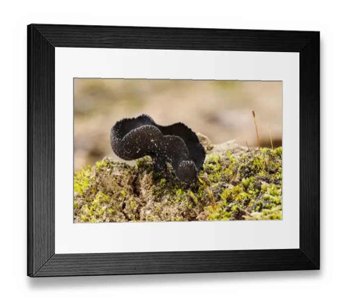 Framed Print : Black Saddle (Helvella corium) fruiting body, growing in sandy soil, Lound, Nottinghamshire, England, October