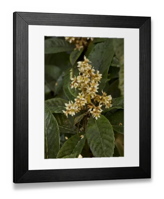 Framed Print : Loquat (Eriobotrya japonica) introduced species, close-up of flowers, Dordogne, France, November Framed Print : Loquat (Eriobotrya japonica) introduced species, close-up of flowers, Dordogne, France, November
