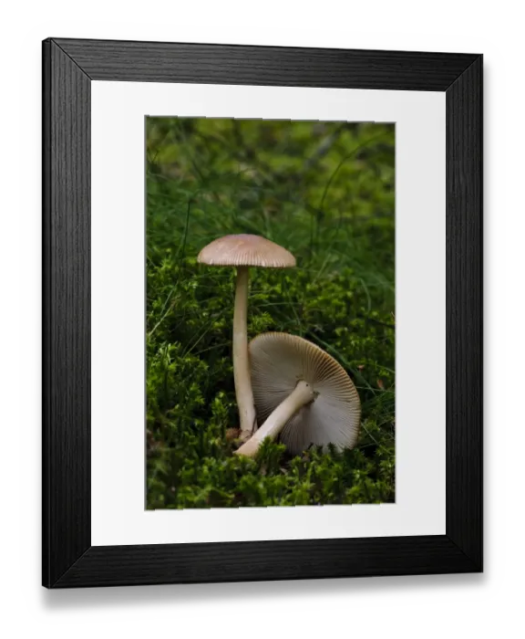 Framed Print : Tawny Grisette (Amanita fulva) fruiting bodies, growing in moss on banks of freshwater loch, Loch Ruthven Framed Print : Tawny Grisette (Amanita fulva) fruiting bodies, growing in moss on banks of freshwater loch, Loch Ruthven
