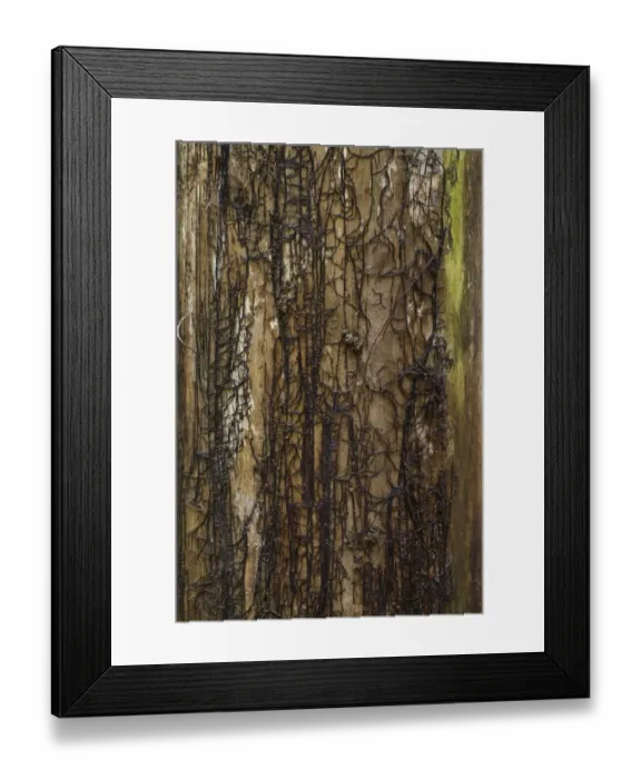 Framed Print : Honey Fungus (Armillaria mellea) rhizomorphs or bootlaces where bark has fallen from trunk of dead tree, Powys, Wales Framed Print : Honey Fungus (Armillaria mellea) rhizomorphs or bootlaces where bark has fallen from trunk of dead tree, Powys, Wales