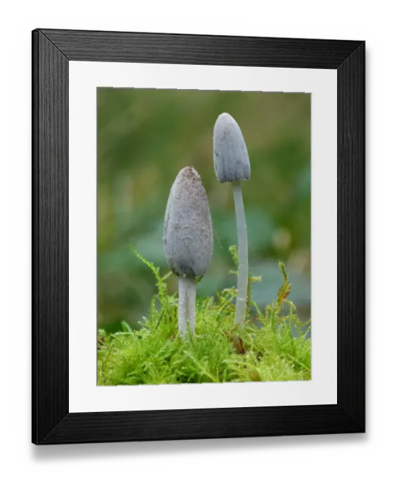 Framed Print : Common Ink Cap (Coprinus atramentarius) fruiting bodies, early stage, growing amongst moss in woodland, Leicestershire Framed Print : Common Ink Cap (Coprinus atramentarius) fruiting bodies, early stage, growing amongst moss in woodland, Leicestershire