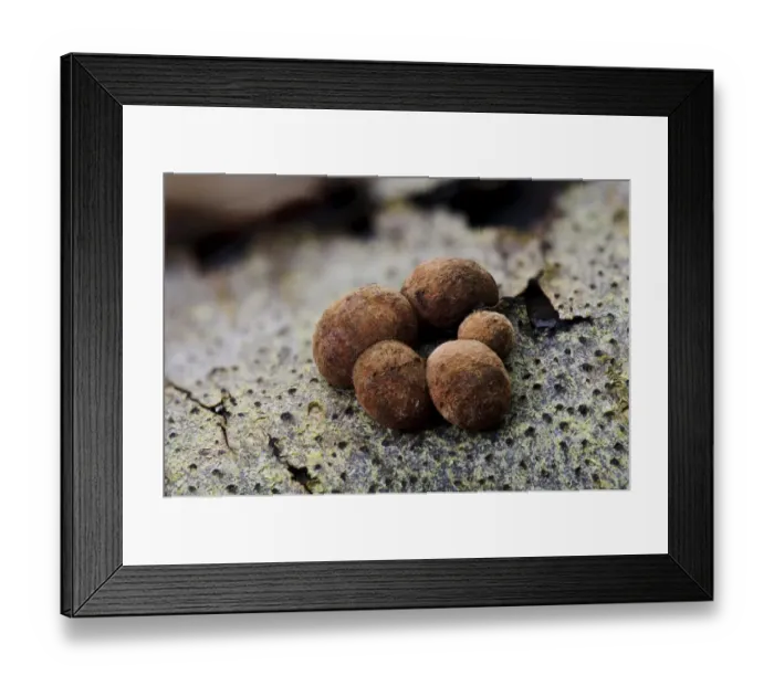 Framed Print : Beech Woodwart (Hypoxylon fragiforme) fruiting bodies, growing on rotting wood in woodland, Bostall Woods Framed Print : Beech Woodwart (Hypoxylon fragiforme) fruiting bodies, growing on rotting wood in woodland, Bostall Woods
