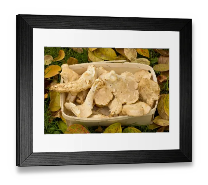 Framed Print : Wood Hedgehog (Hydnum repandum) fruiting bodies, collected for sale, Dordogne, France, November Framed Print : Wood Hedgehog (Hydnum repandum) fruiting bodies, collected for sale, Dordogne, France, November