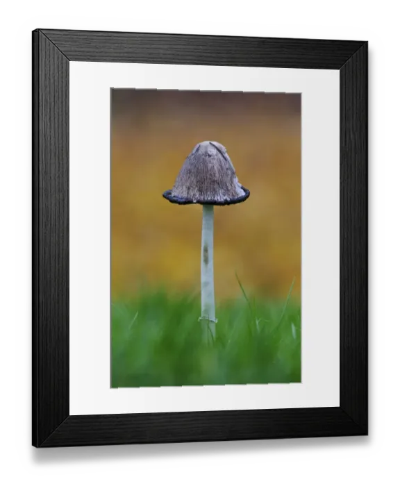 Framed Print : Shaggy Ink Cap (Coprinus comatus) fruiting body, with cap beginning process of liquefaction, growing in grass Framed Print : Shaggy Ink Cap (Coprinus comatus) fruiting body, with cap beginning process of liquefaction, growing in grass