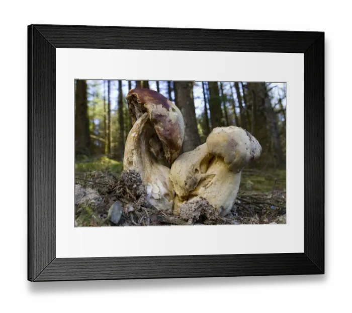 Framed Print : Bitter Bolete (Tylopilus felleus) fruiting bodies, large distorted specimens, growing in coniferous woodland, Powys Framed Print : Bitter Bolete (Tylopilus felleus) fruiting bodies, large distorted specimens, growing in coniferous woodland, Powys