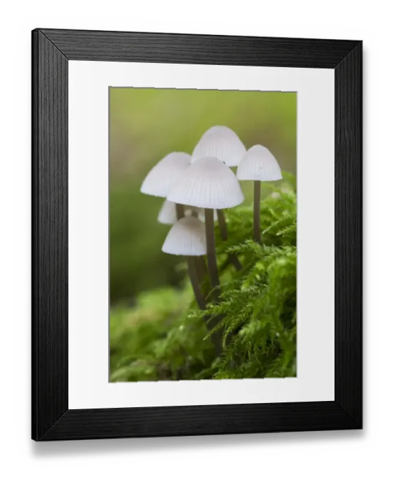 Framed Print : White Milking Bonnet (Mycena galopus) fruiting bodies, growing amongst moss in woodland, Park Wood, North Downs, Kent Framed Print : White Milking Bonnet (Mycena galopus) fruiting bodies, growing amongst moss in woodland, Park Wood, North Downs, Kent