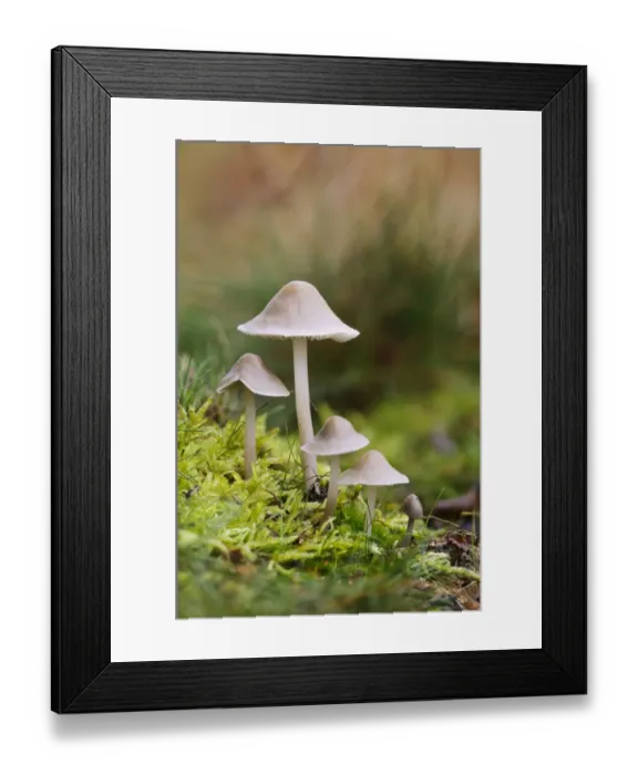 Framed Print : Common Bonnet (Mycena galericulata) fruiting bodies, troop growing amongst moss, Clumber Park, Nottinghamshire Framed Print : Common Bonnet (Mycena galericulata) fruiting bodies, troop growing amongst moss, Clumber Park, Nottinghamshire