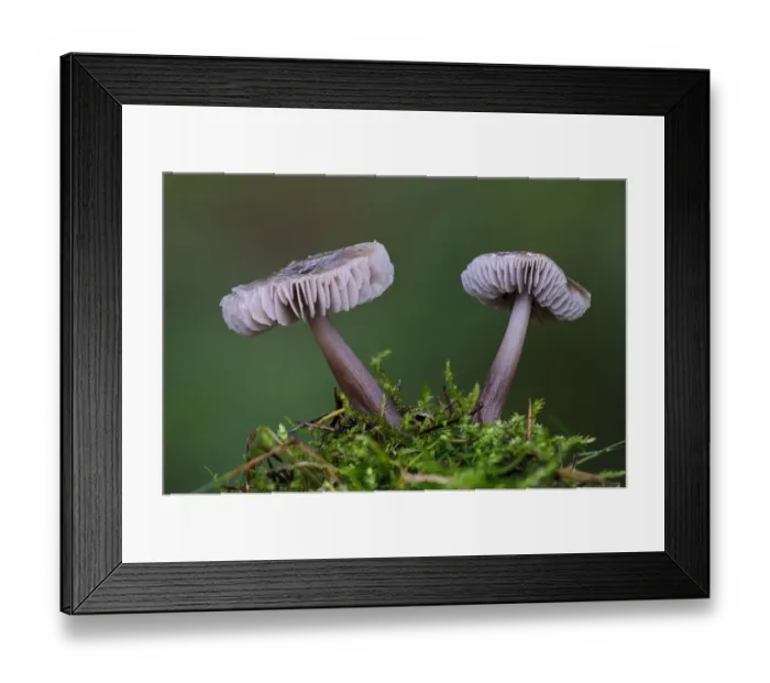 Framed Print : Lilac Bonnet (Mycena pura) two fruiting bodies, growing amongst moss, Clumber Park, Nottinghamshire, England, October