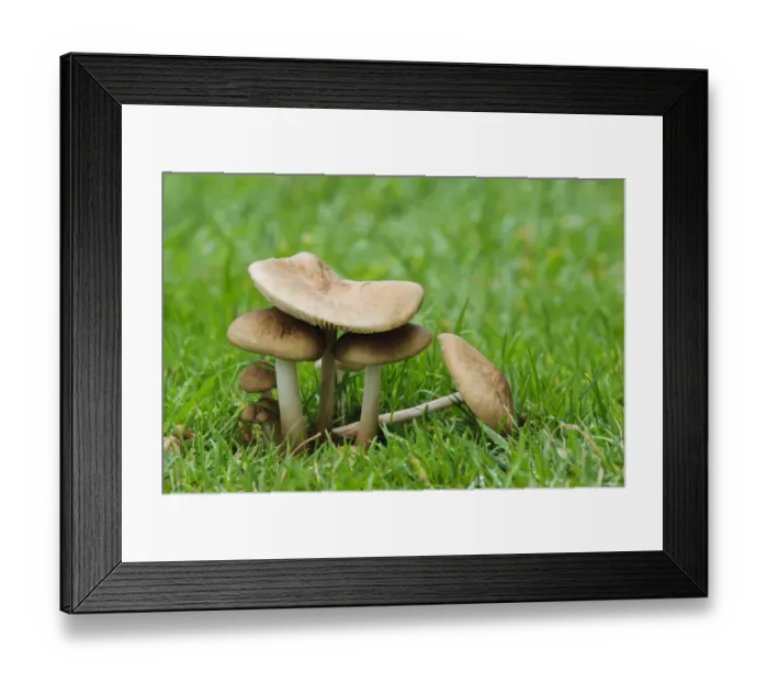 Framed Print : Rooting Shank (Oudemansiella radicata) fruiting bodies, group growing in grassland, Clumber Park, Nottinghamshire Framed Print : Rooting Shank (Oudemansiella radicata) fruiting bodies, group growing in grassland, Clumber Park, Nottinghamshire