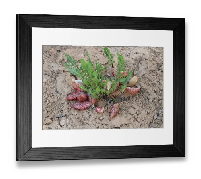 Framed Print : Freckled Milkvetch (Astragalus lentiginosus) inflated seedpods, Bryce Canyon N. P. Utah, U. S. A. June Framed Print : Freckled Milkvetch (Astragalus lentiginosus) inflated seedpods, Bryce Canyon N. P. Utah, U. S. A. June