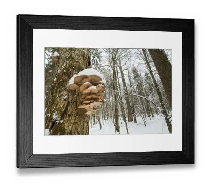 Framed Print : Oyster Mushroom (Pleurotus ostreatus) fruiting bodies, growing on tree trunk in snow covered primeval forest habitat