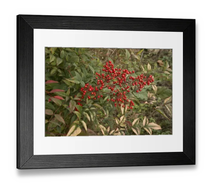 Framed Print : Heavenly Bamboo (Nandina domestica) in fruit Framed Print : Heavenly Bamboo (Nandina domestica) in fruit