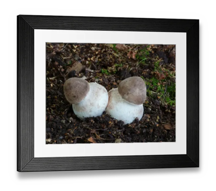 Framed Print : Parasol Mushroom (Macrolepiota procera) fruiting bodies, early stage, growing amongst decaying leaves on woodland Framed Print : Parasol Mushroom (Macrolepiota procera) fruiting bodies, early stage, growing amongst decaying leaves on woodland