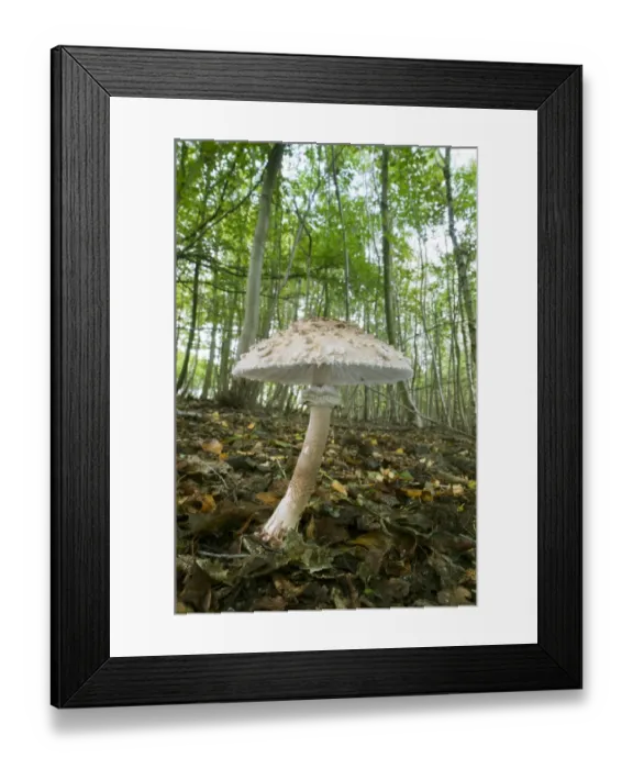 Framed Print : Shaggy Parasol (Macrolepiota rhacodes) fruiting body, growing amongst leaf litter in woodland, Kings Wood, Challock Framed Print : Shaggy Parasol (Macrolepiota rhacodes) fruiting body, growing amongst leaf litter in woodland, Kings Wood, Challock