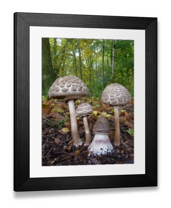 Framed Print : Parasol Mushroom (Macrolepiota procera) fruiting bodies, various stages, growing amongst decaying leaves on woodland Framed Print : Parasol Mushroom (Macrolepiota procera) fruiting bodies, various stages, growing amongst decaying leaves on woodland