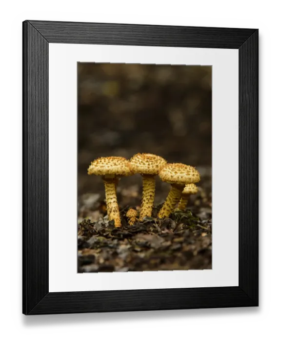 Framed Print : Shaggy Scalycap (Pholiota squarrosa) fruiting bodies, growing on woodland floor, Cannock Chase, Staffordshire, England Framed Print : Shaggy Scalycap (Pholiota squarrosa) fruiting bodies, growing on woodland floor, Cannock Chase, Staffordshire, England