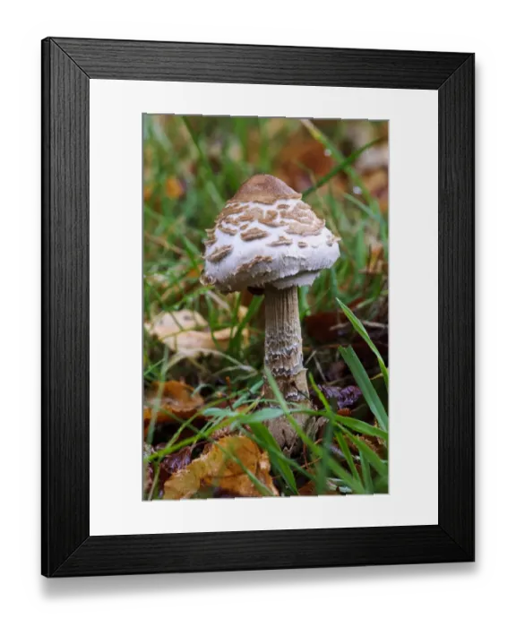 Framed Print : Shaggy Parasol (Macrolepiota rhacodes) newly emerged fruiting body, growing amongst fallen leaves on lawn Framed Print : Shaggy Parasol (Macrolepiota rhacodes) newly emerged fruiting body, growing amongst fallen leaves on lawn